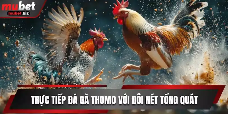 Trực tiếp đá gà thomo mubet