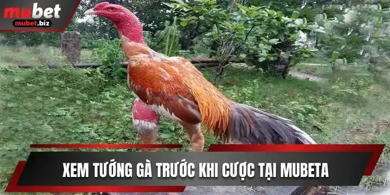 Xem tướng gà trước khi cược mubet